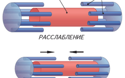 Растяжка. Что происходит с мышцами?